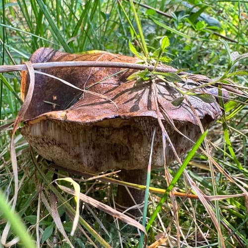 Koźlarz