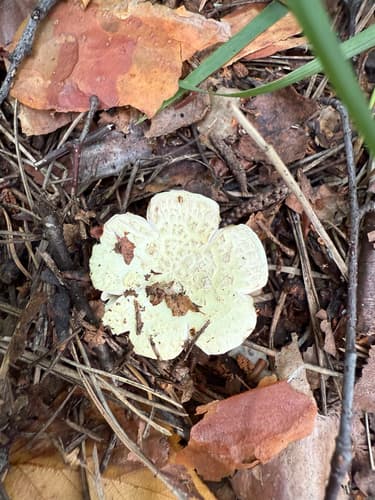Muchomor cytrynowy
