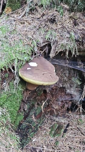Podgrzybek brunatny