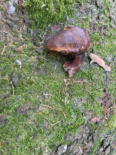 krasnoborowik ceglastopory