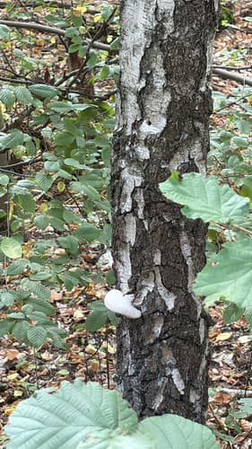 Białoporek brzozowy