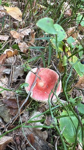 Gołąbek