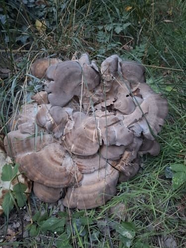 Wachlarzowiec olbrzymi