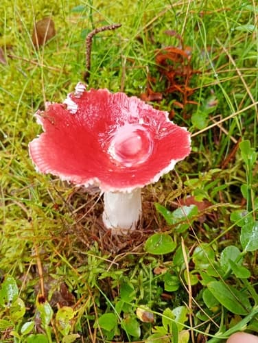 Gołąbek