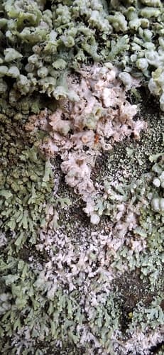 Laetisaria lichenicola