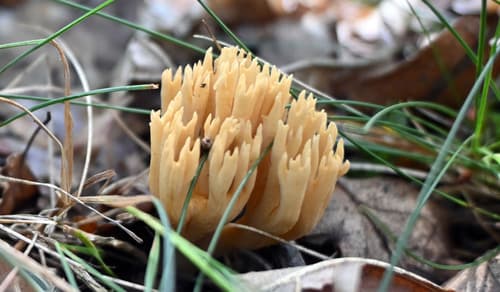 Phaeoclavulina eumorpha