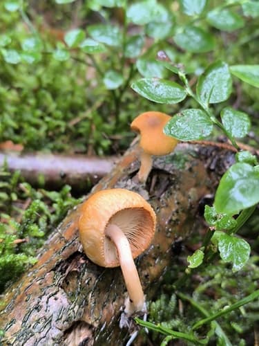 Pieczarkowce