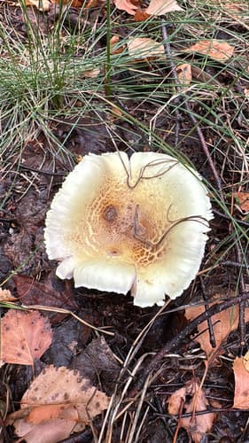 Pieczarkowce
