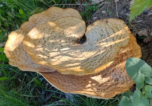 Żagiew Łuskowata