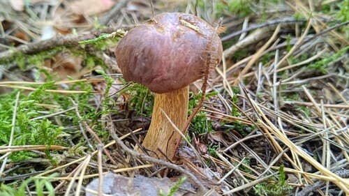 Podgrzybek brunatny