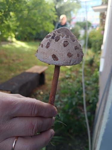 Czubajka kania