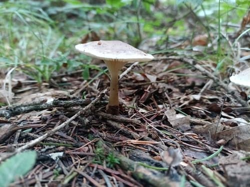Białolejkówka buławotrzonowa