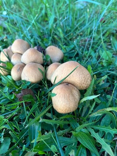 kruchawica aksamitna
