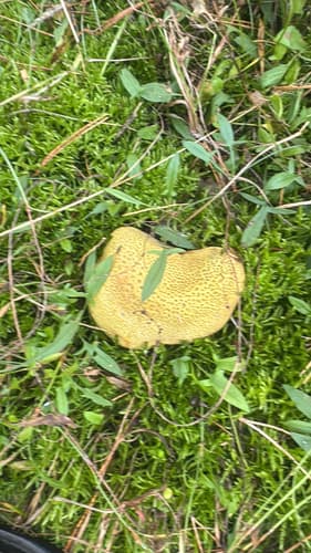 Tęgoskór cytrynowy