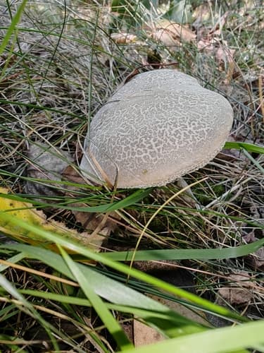 Podgrzybek złotopory
