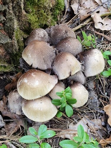 Coprinopsis romagnesiana