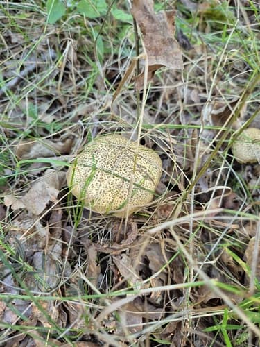 Tęgoskór cytrynowy