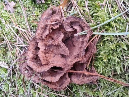Chropiatka pospolita