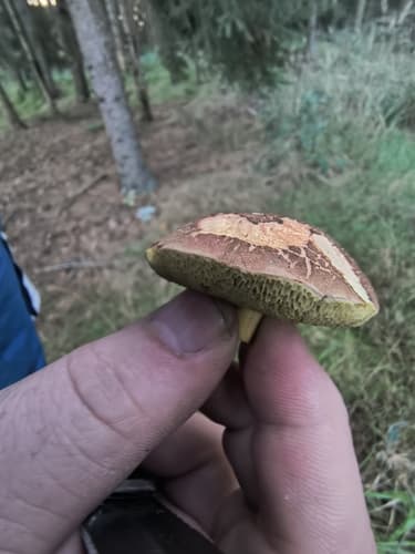 Xerocomellus