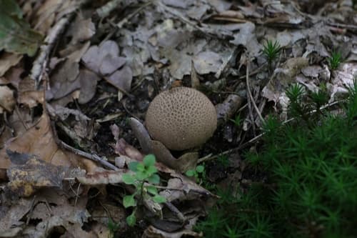 Tęgoskór cytrynowy