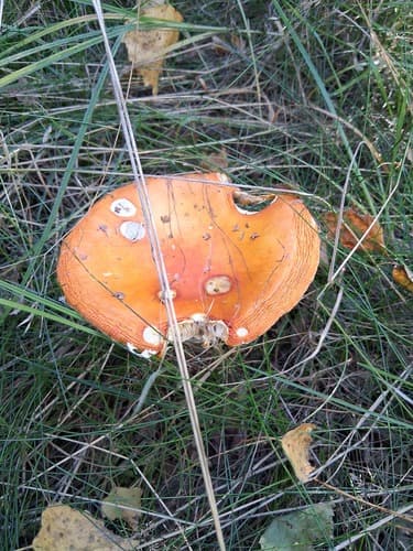 Amanita muscaria muscaria