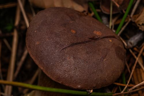 Podgrzybek brunatny