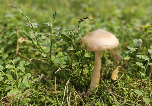 Muchomor rdzawobrązowy