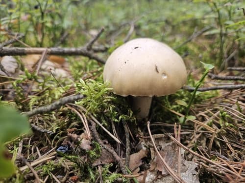 Płachetka zwyczajna