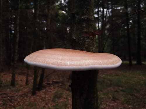 Białoporek brzozowy