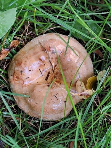 Krowiak podwinięty