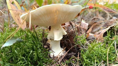 Muchomor cytrynowy