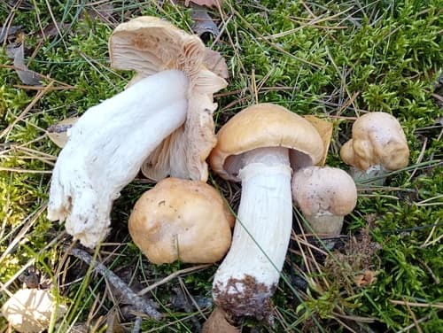 Płachetka zwyczajna