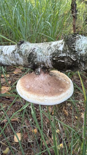 Białoporek brzozowy