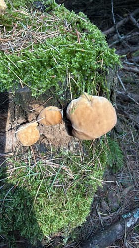 Pieczarniaki