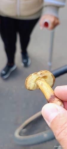 Pieczarniaki