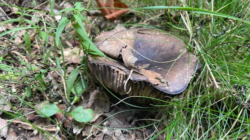 Gołąbek czarniawy