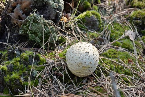 Calbovista subsculpta