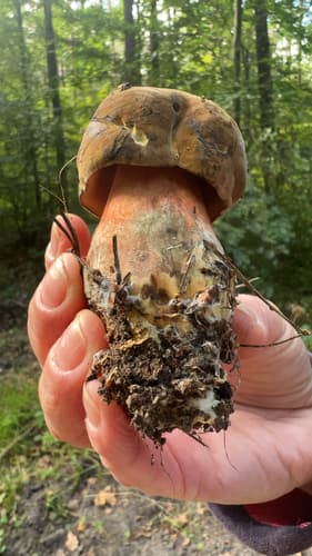 krasnoborowik ceglastopory