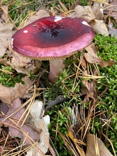 Gołąbek