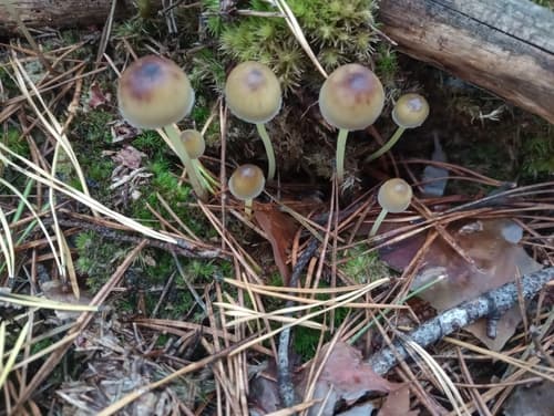 Grzybówka cytrynowa