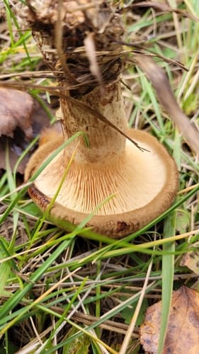 Krowiak podwinięty