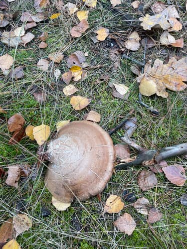 Białoporek brzozowy