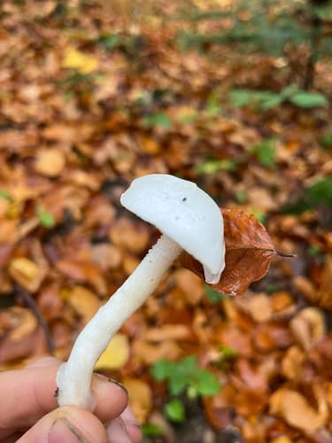 Wodnicha biała