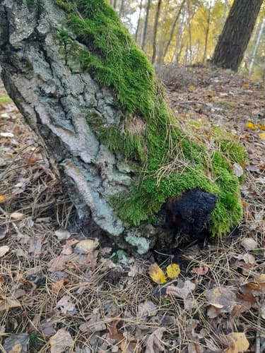 Błyskoporek podkorowy