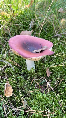 Gołąbek
