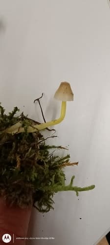 Grzybówka cytrynowa