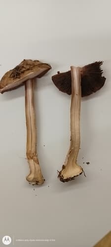 Pieczarka