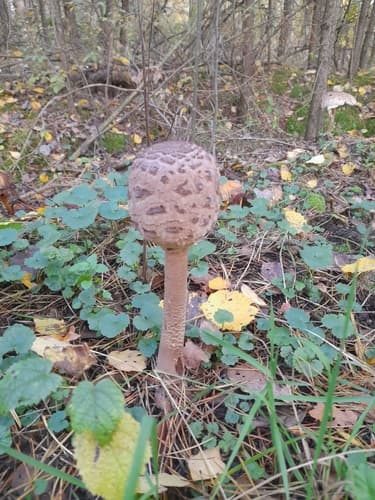 Czubajka kania