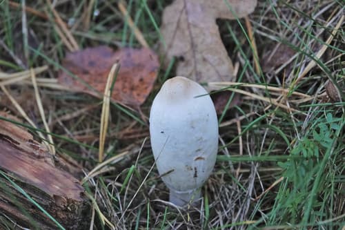 Czernidłak kołpakowaty