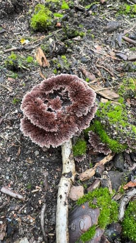 Chropiatka pospolita